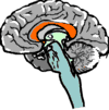 Corpus Callosum