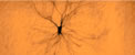bscn_title