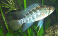 ccb_img3