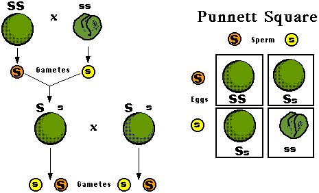 Gregor Mendel Chart