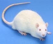 lab rat