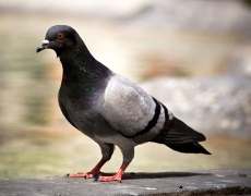 pigeon