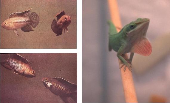 Green Anole, not Pete!